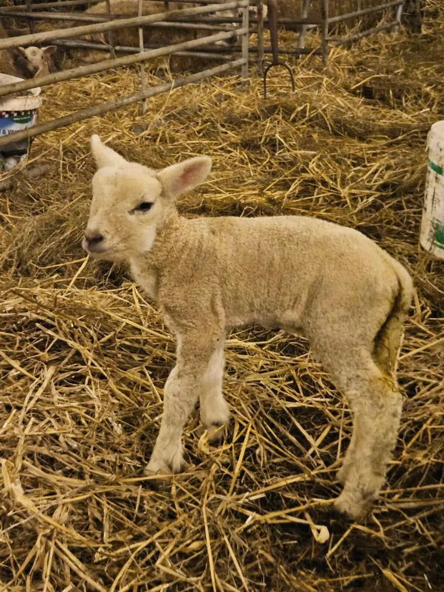 Pet lamb - Image 2