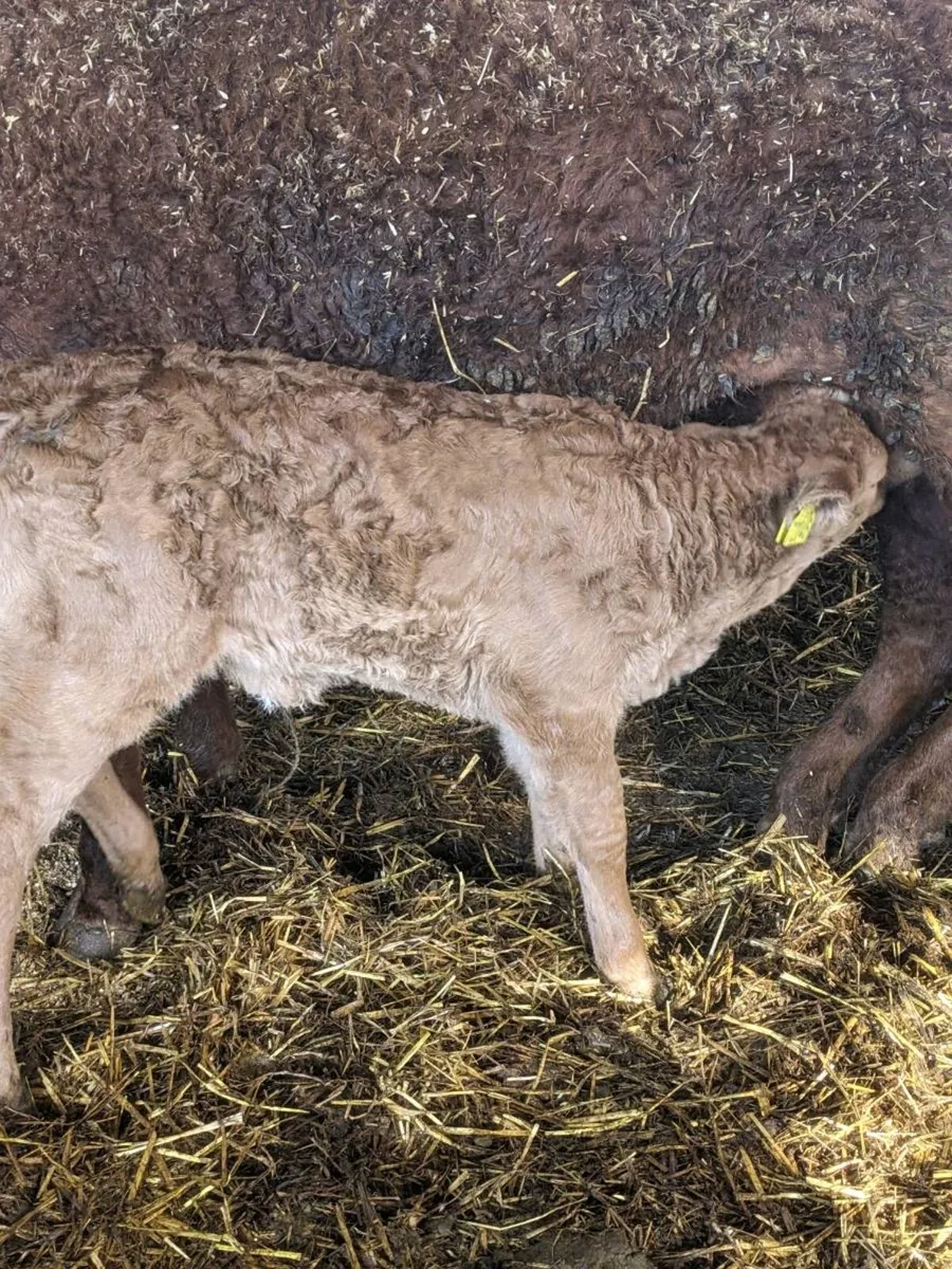 Calves - Image 1