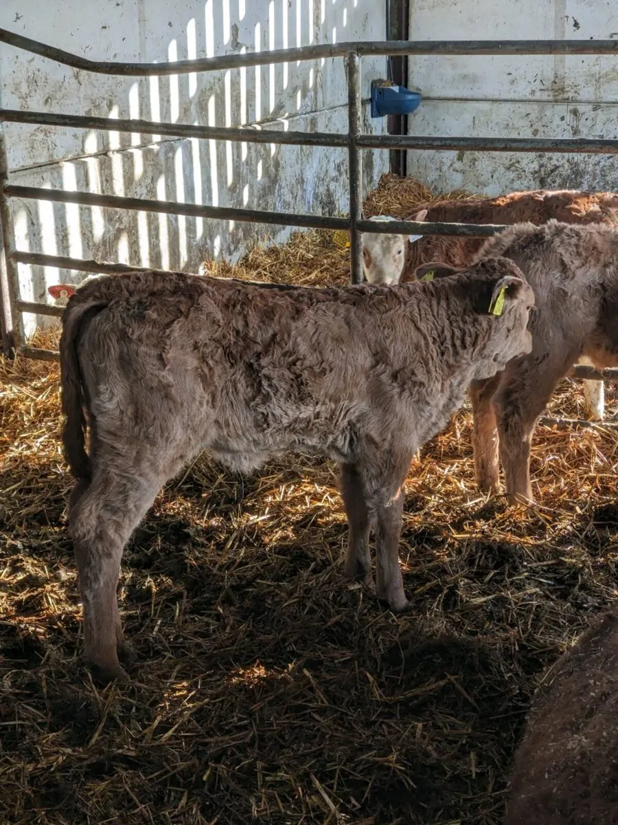 Calves - Image 2