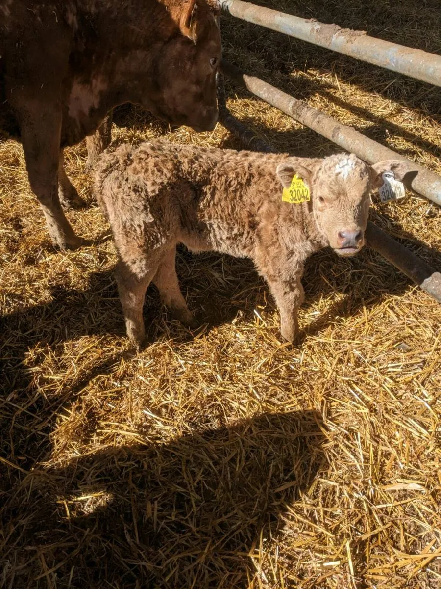 Calves - Image 4