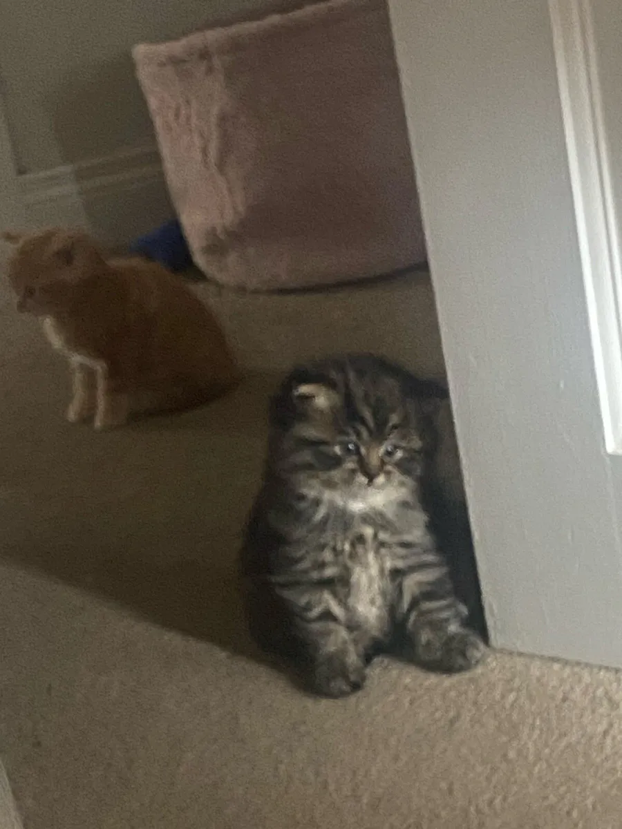 Kittens - Image 4