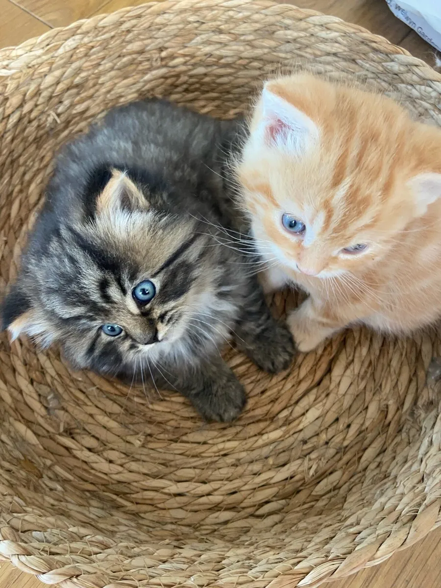 Kittens - Image 3