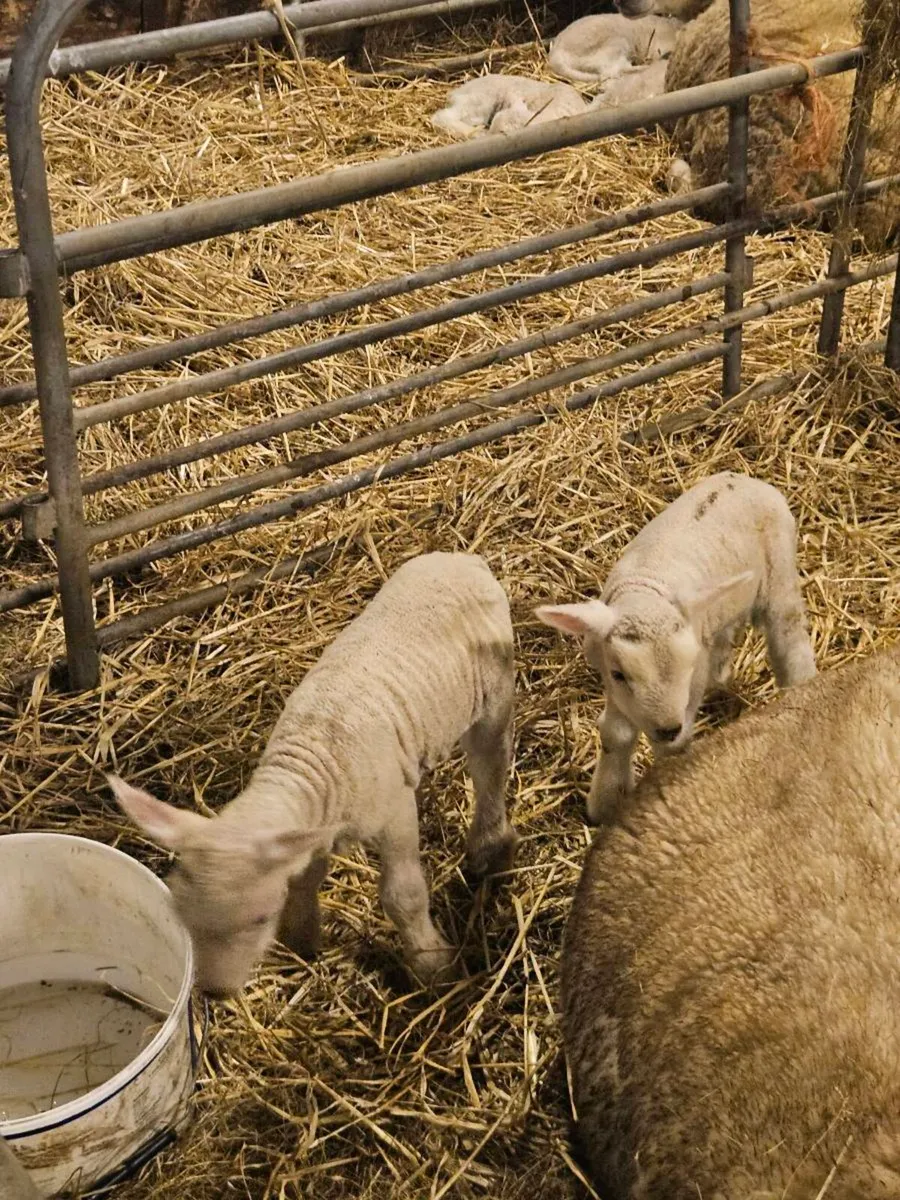 Pet lamb - Image 3