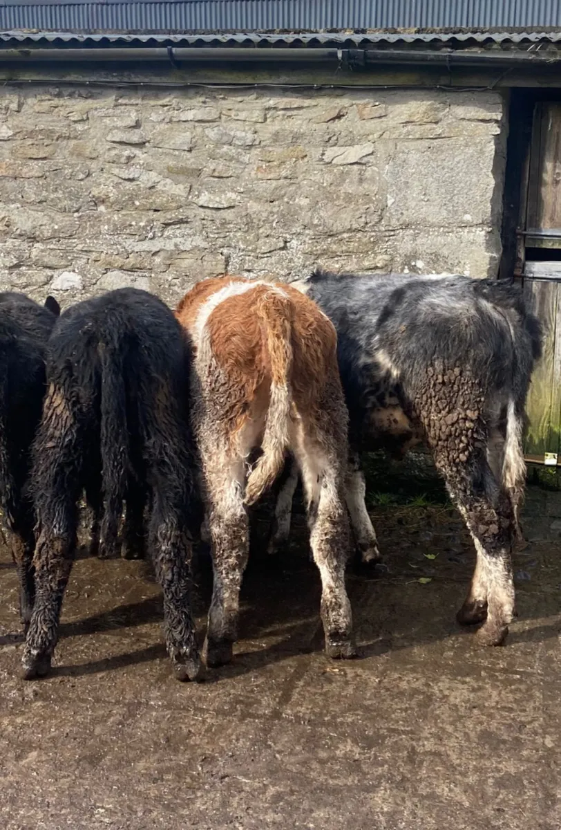 Three R grade bull weanlings - Image 1
