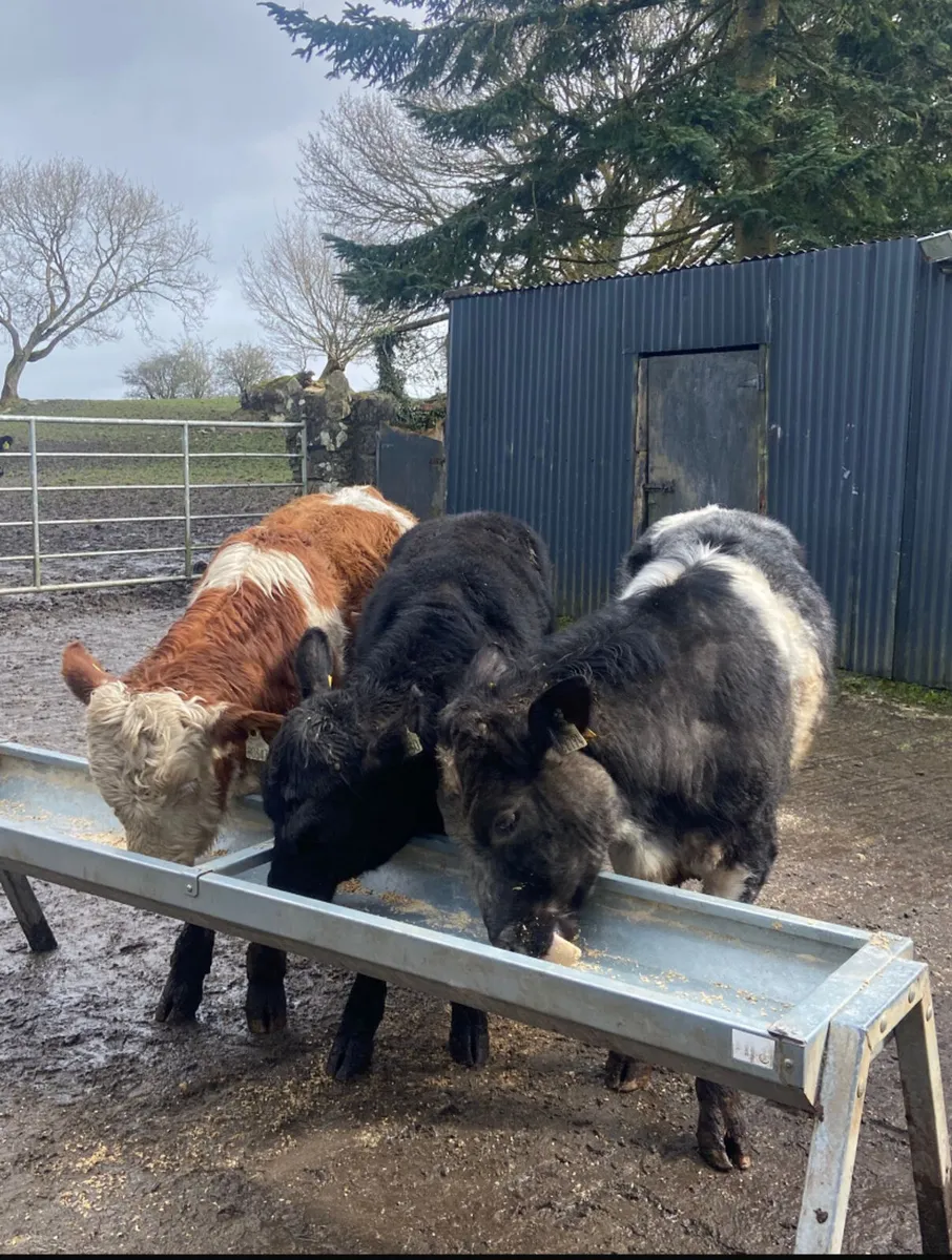 Three R grade bull weanlings - Image 2