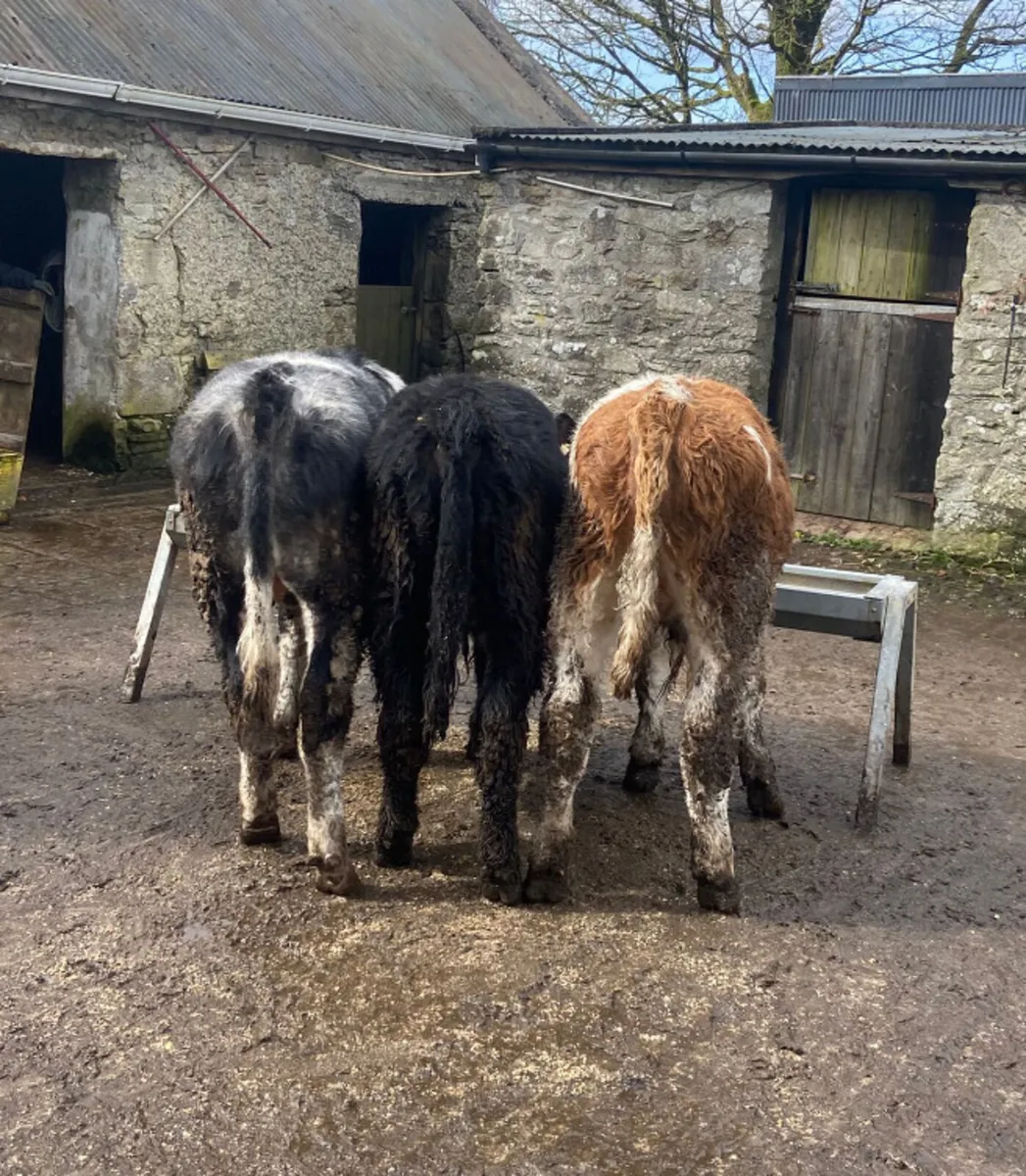 Three R grade bull weanlings - Image 3