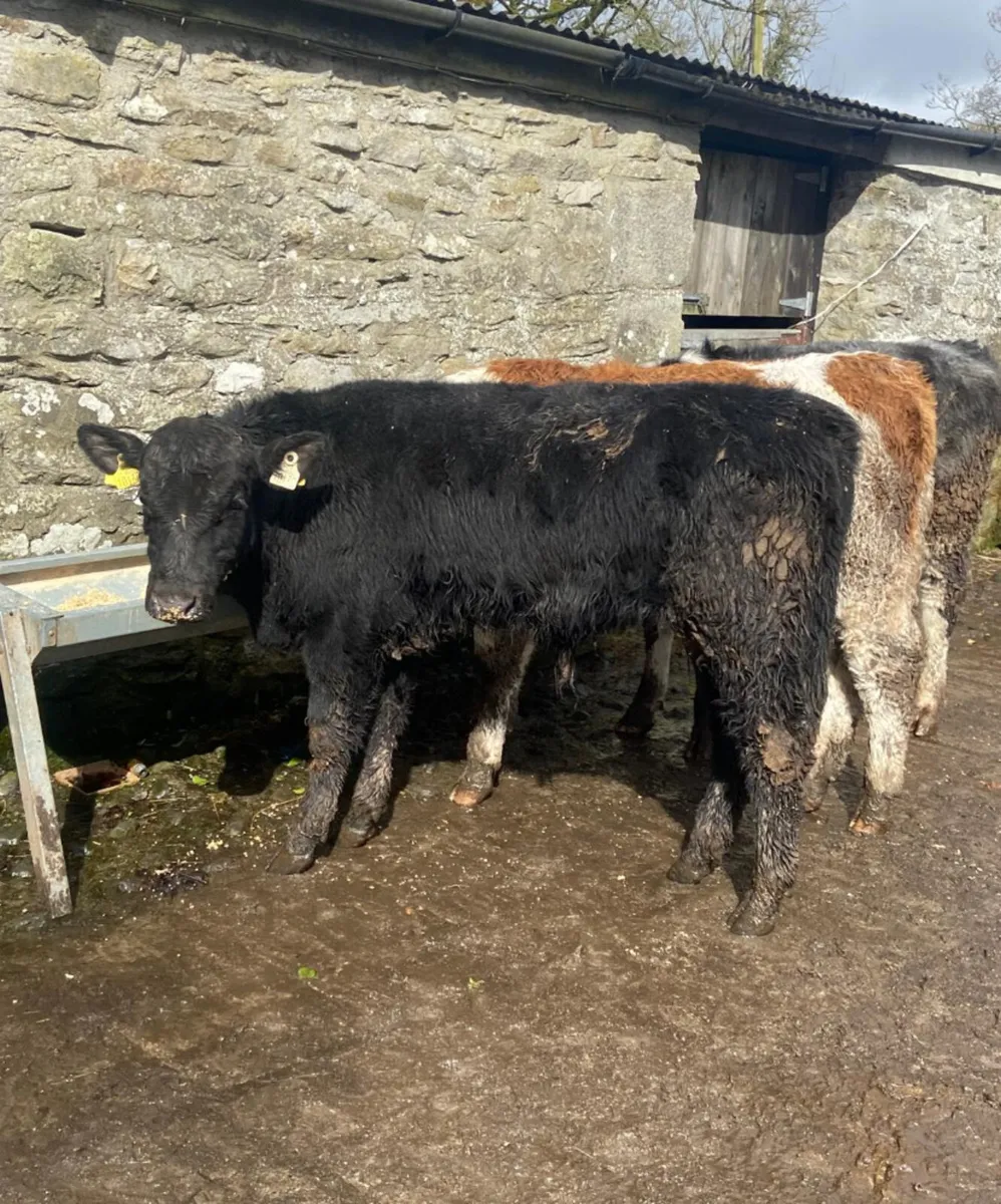 Three R grade bull weanlings - Image 4
