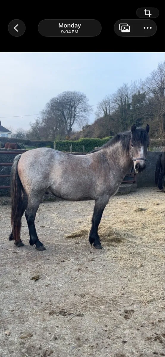 3yr old gelding - Image 1