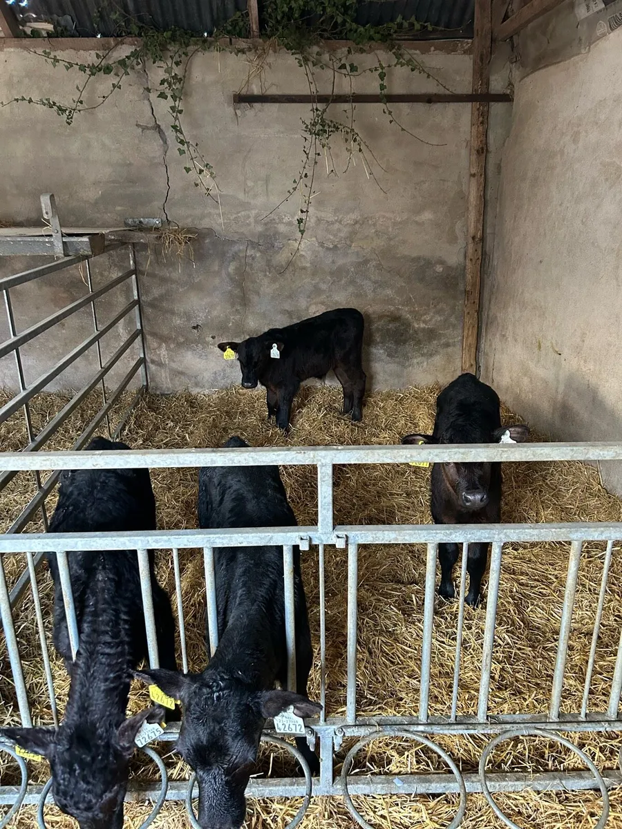 Angus calves - Image 3