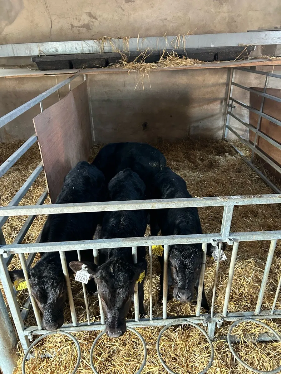Angus calves - Image 1