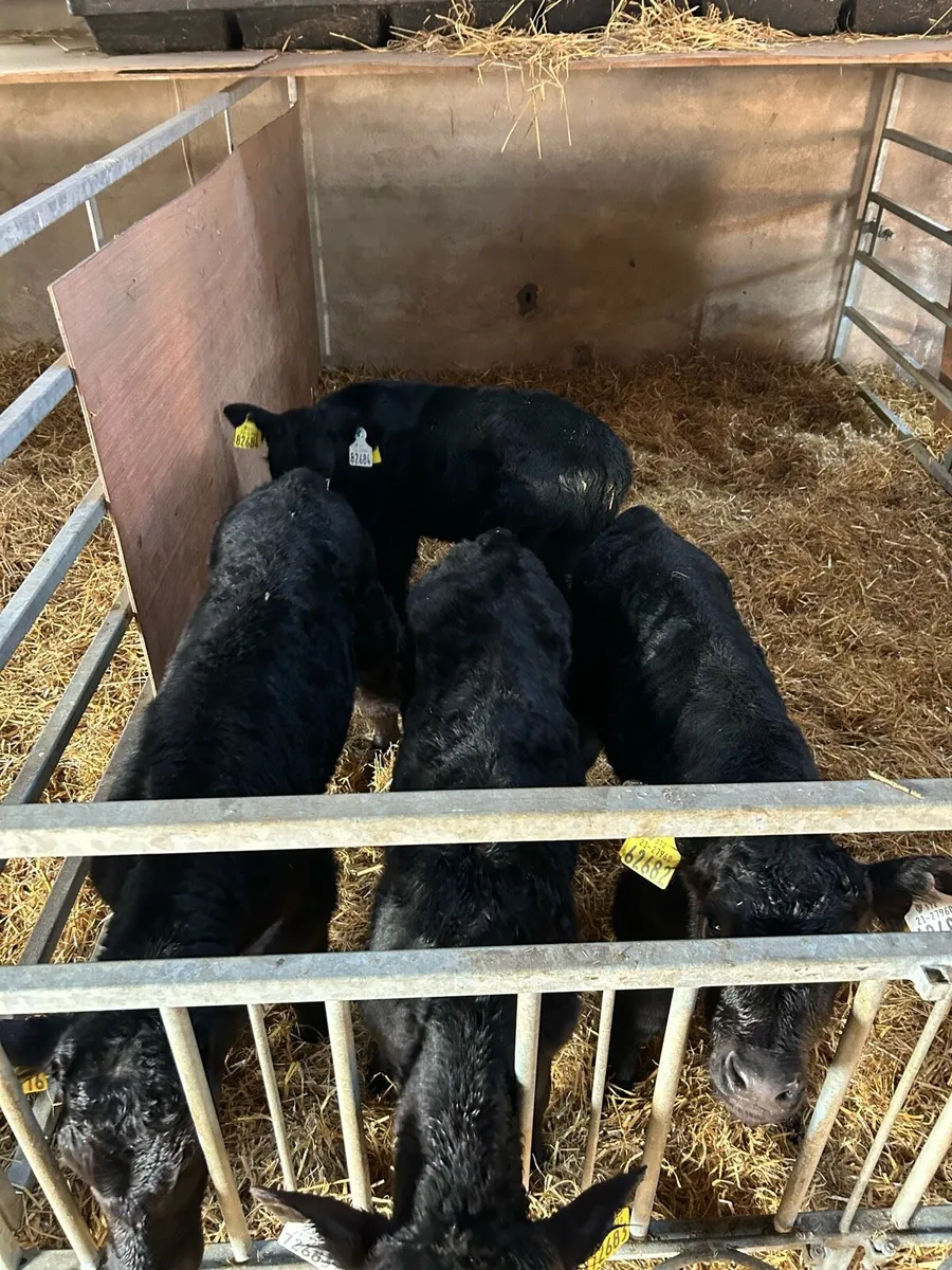 Angus calves - Image 4