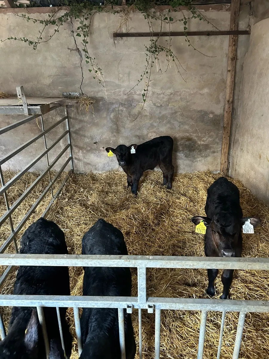 Angus calves - Image 2
