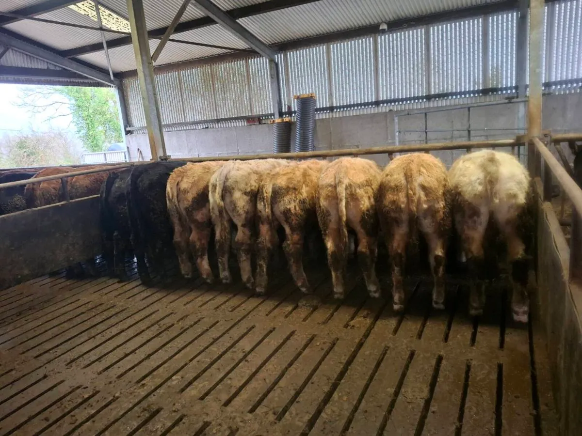 Store bullocks - Image 1