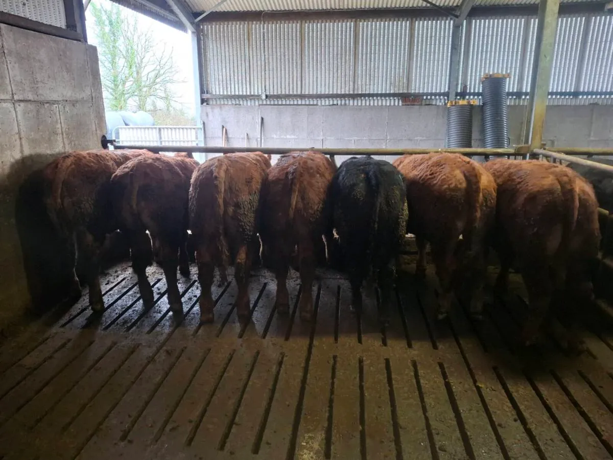 Store bullocks - Image 2