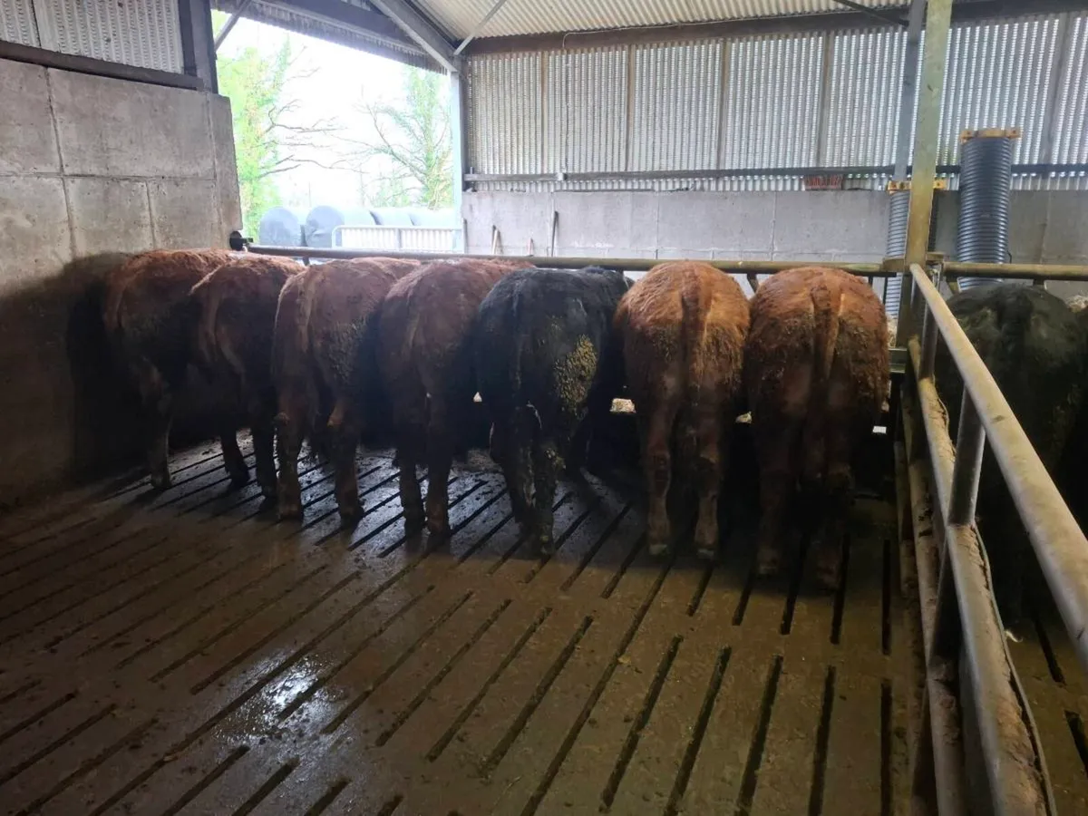 Store bullocks - Image 3