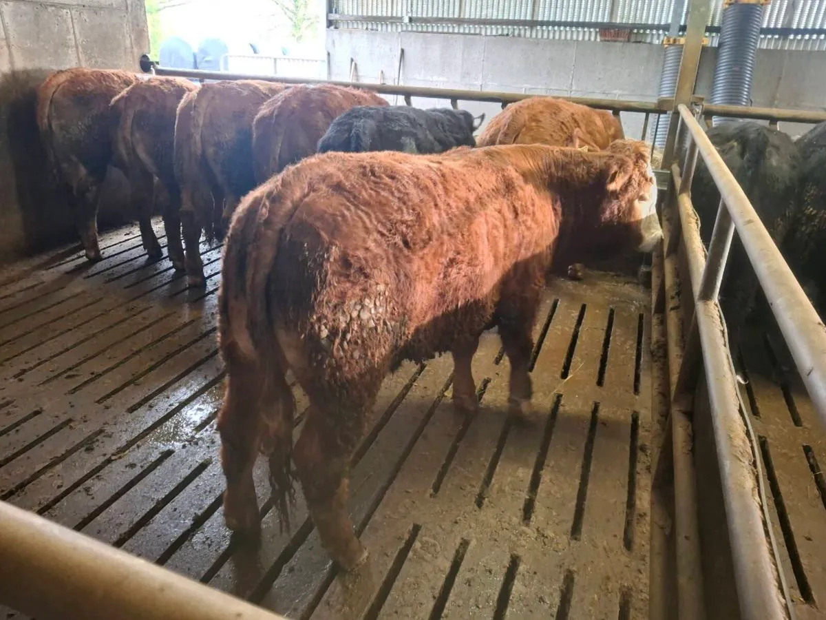 Store bullocks - Image 4