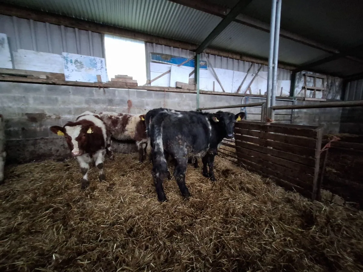 Organic Weanling Heifers - Image 1