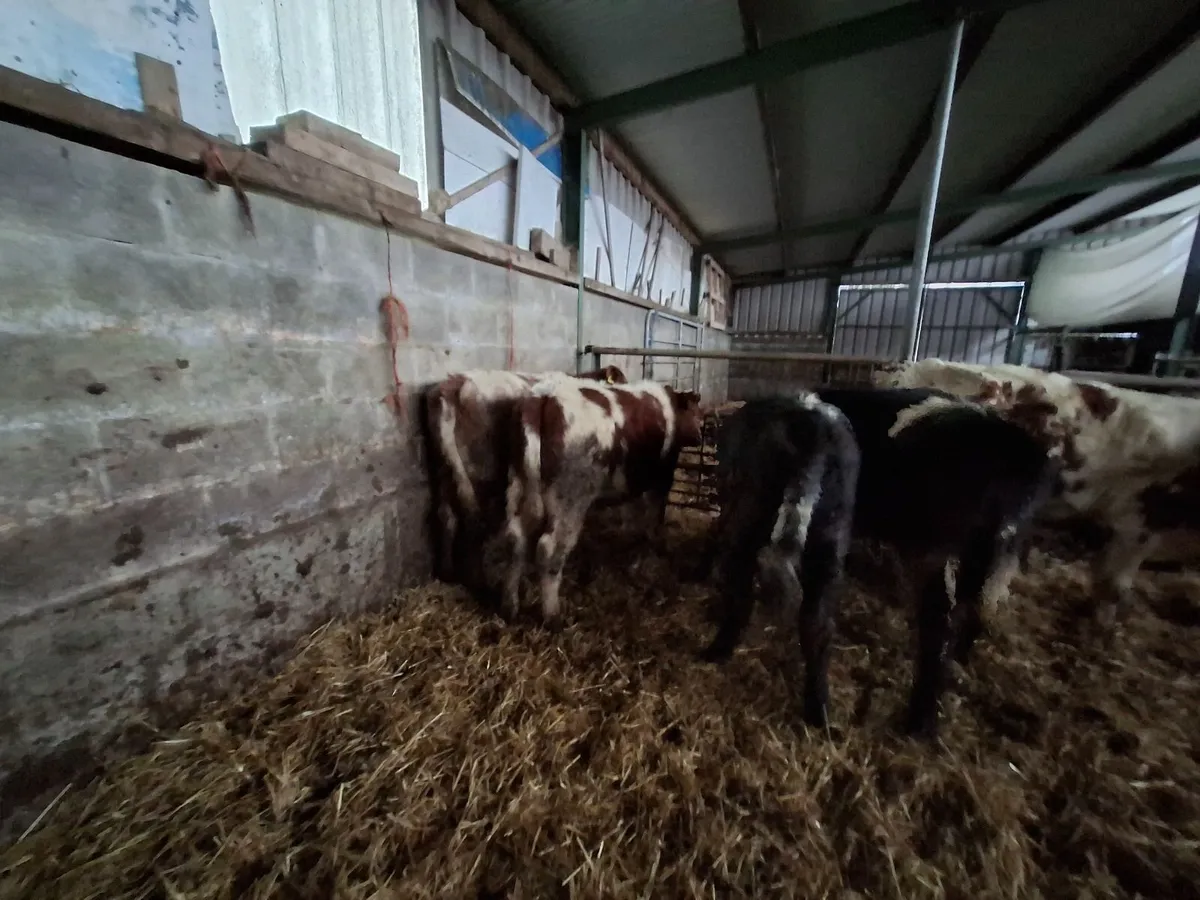 Organic Weanling Heifers - Image 2