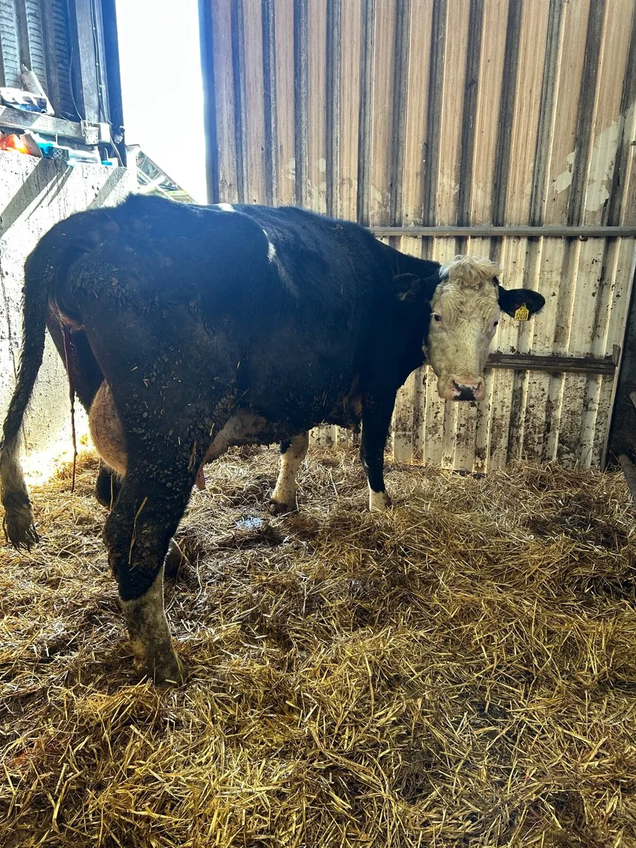Foster cow - Image 2