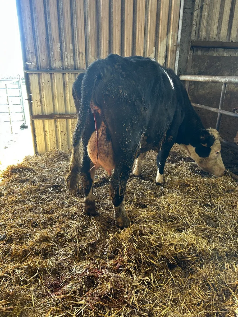 Foster cow - Image 1