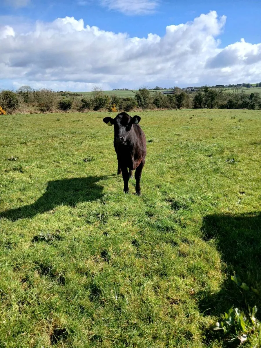 Angus heifers - Image 2