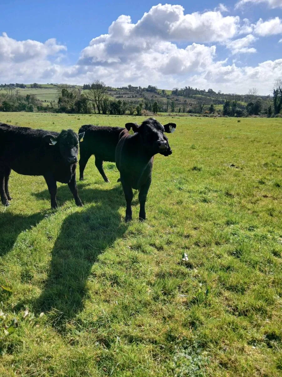 Angus heifers - Image 3