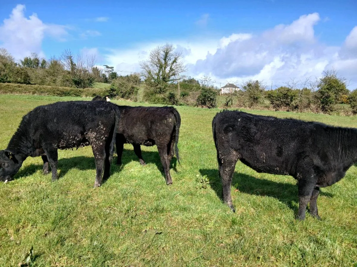 Angus heifers - Image 4