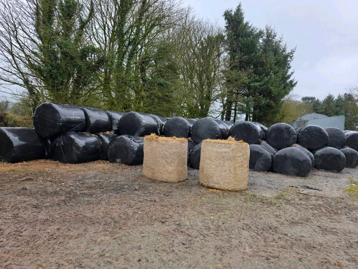 For sale silage bales - Image 2