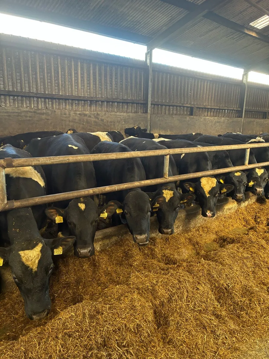 PEDIGREE REGISTERED FRIESIAN BULLS - Image 1