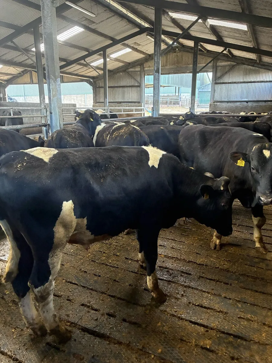 PEDIGREE REGISTERED FRIESIAN BULLS - Image 2