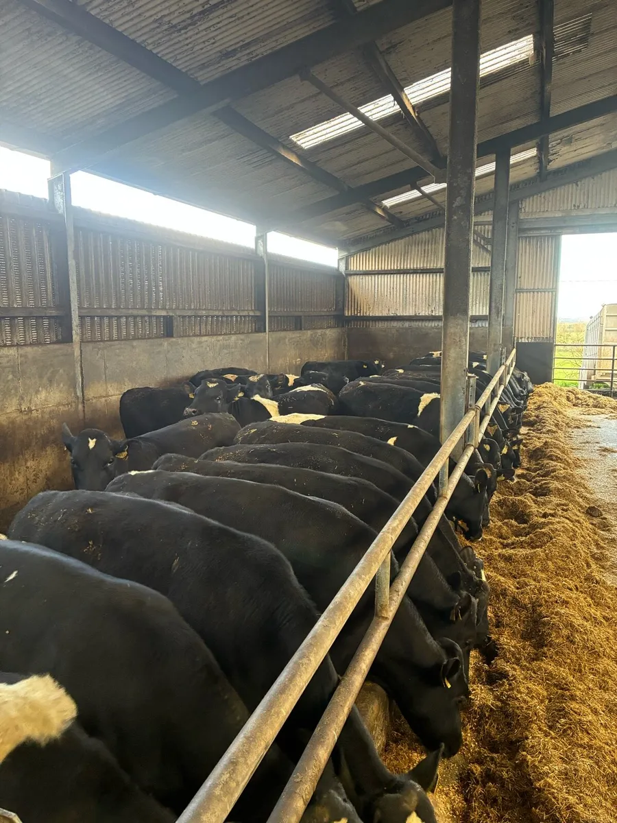 PEDIGREE REGISTERED FRIESIAN BULLS - Image 3