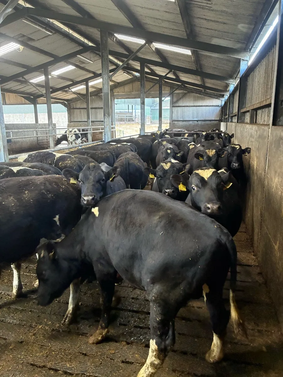 PEDIGREE REGISTERED FRIESIAN BULLS - Image 4