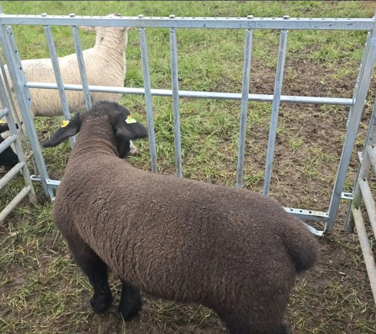 Adjustable length feeding barriers - SMA Stockyard - Image 4