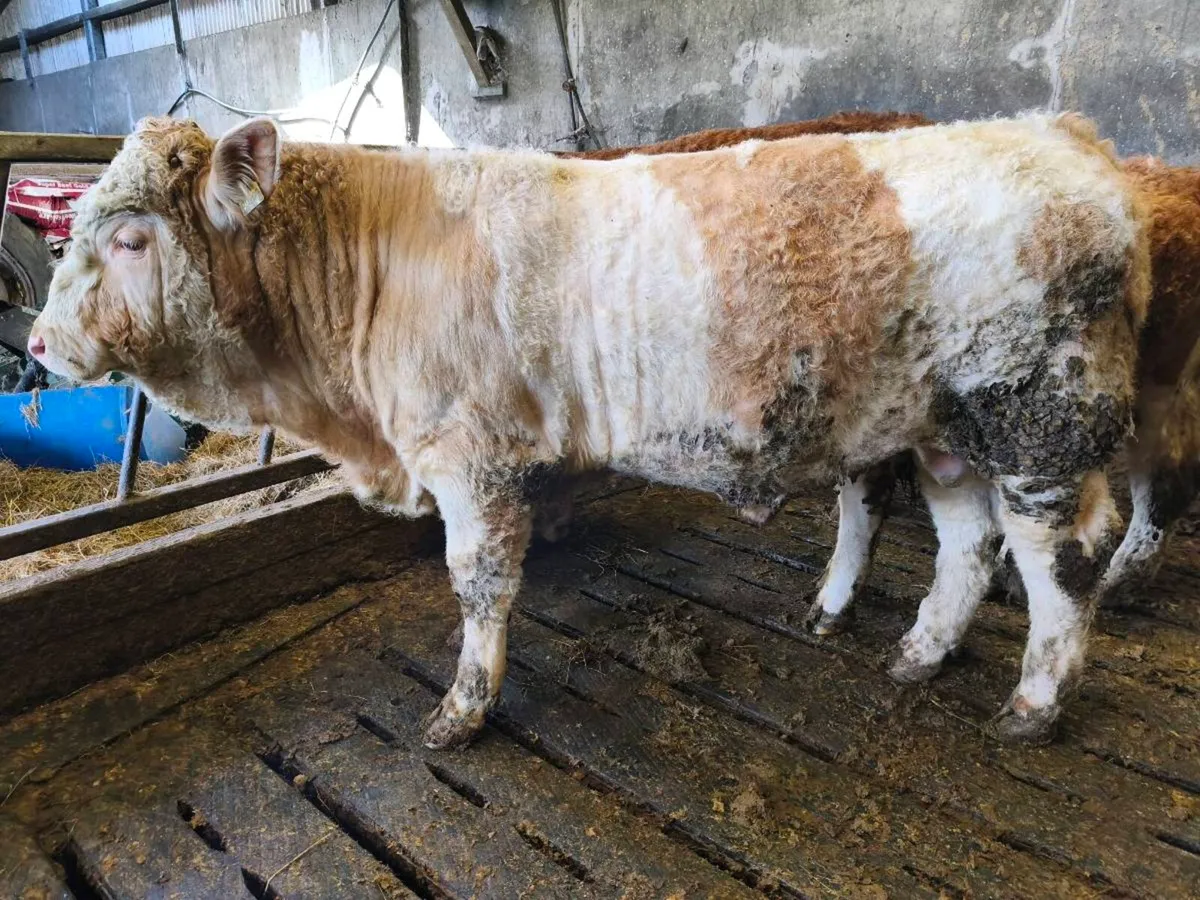 Pedigree Simmental Bulls - Image 1