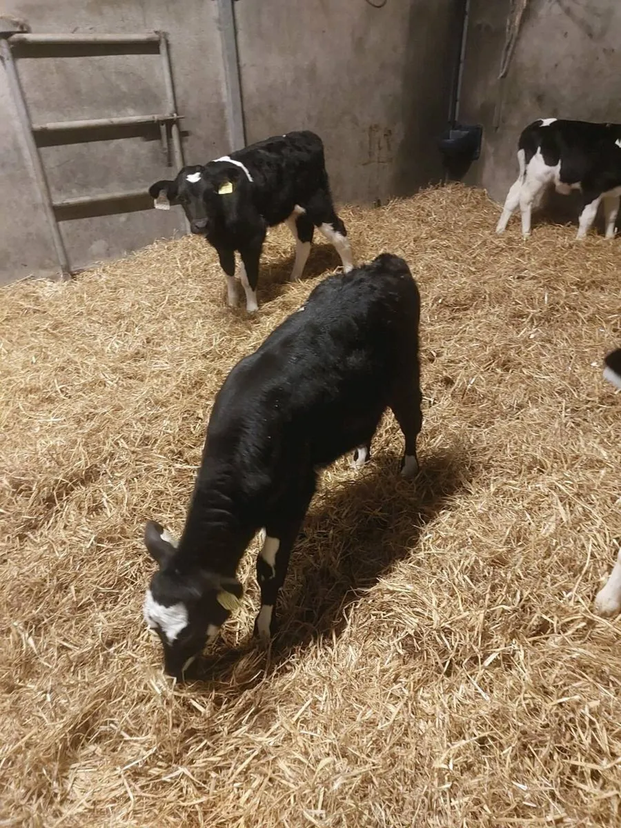 3 fr heifer calves - Image 1