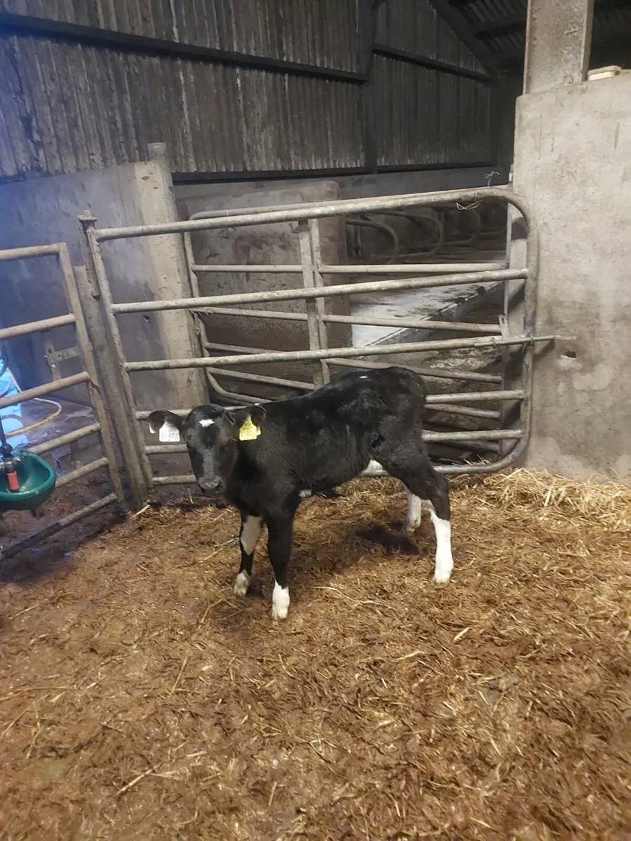 3 fr heifer calves - Image 2