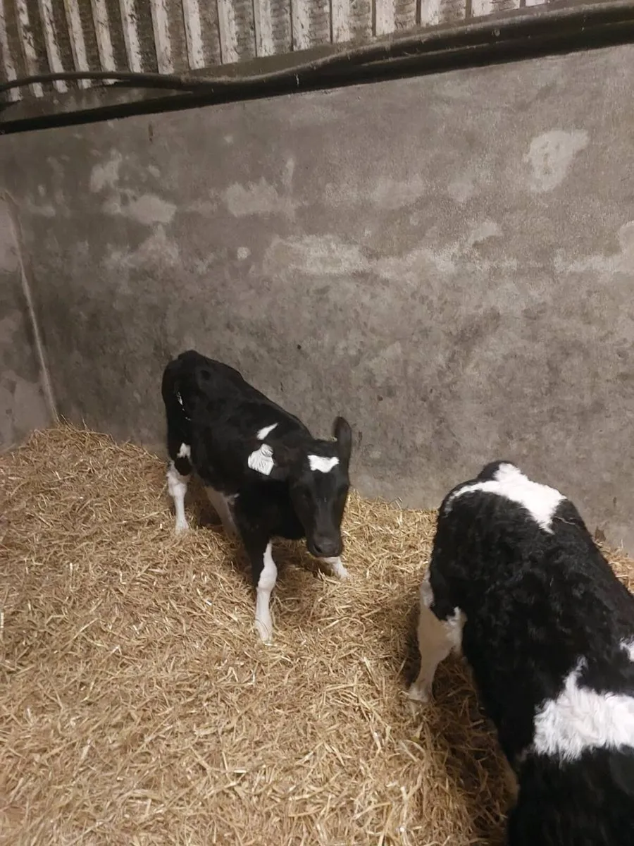 3 fr heifer calves - Image 3