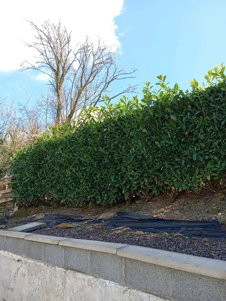 Laurel hedges - Image 1