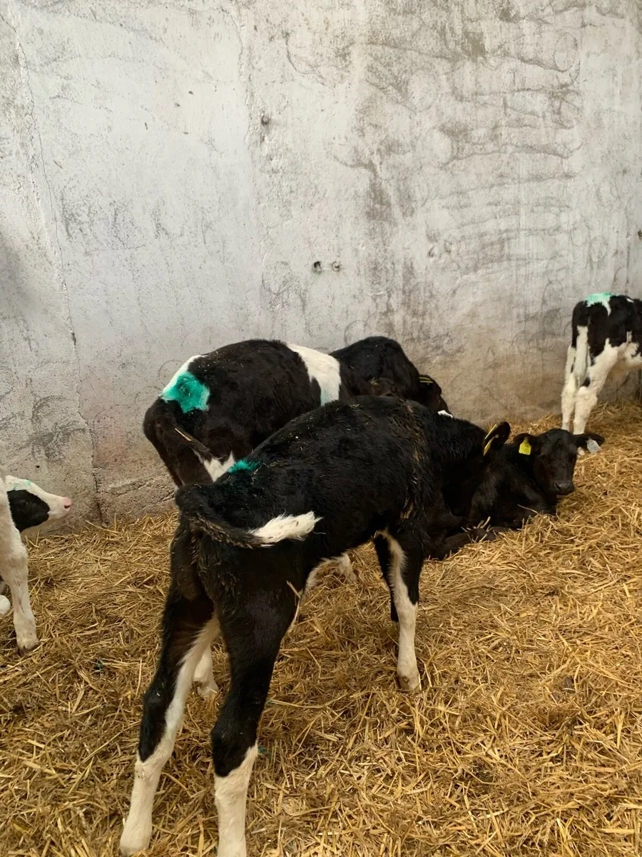 Fr bull calves - Image 2