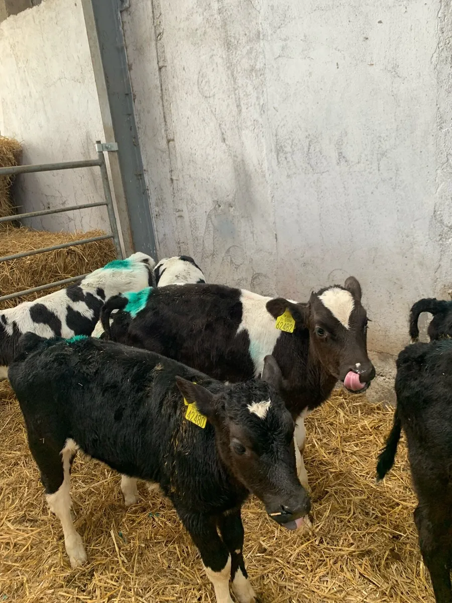 Fr bull calves - Image 1