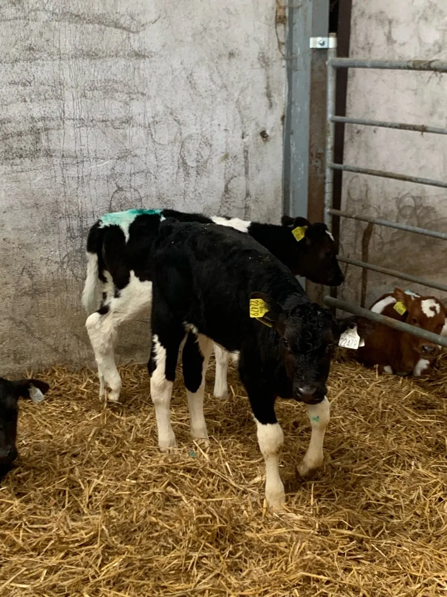 Fr bull calves - Image 3