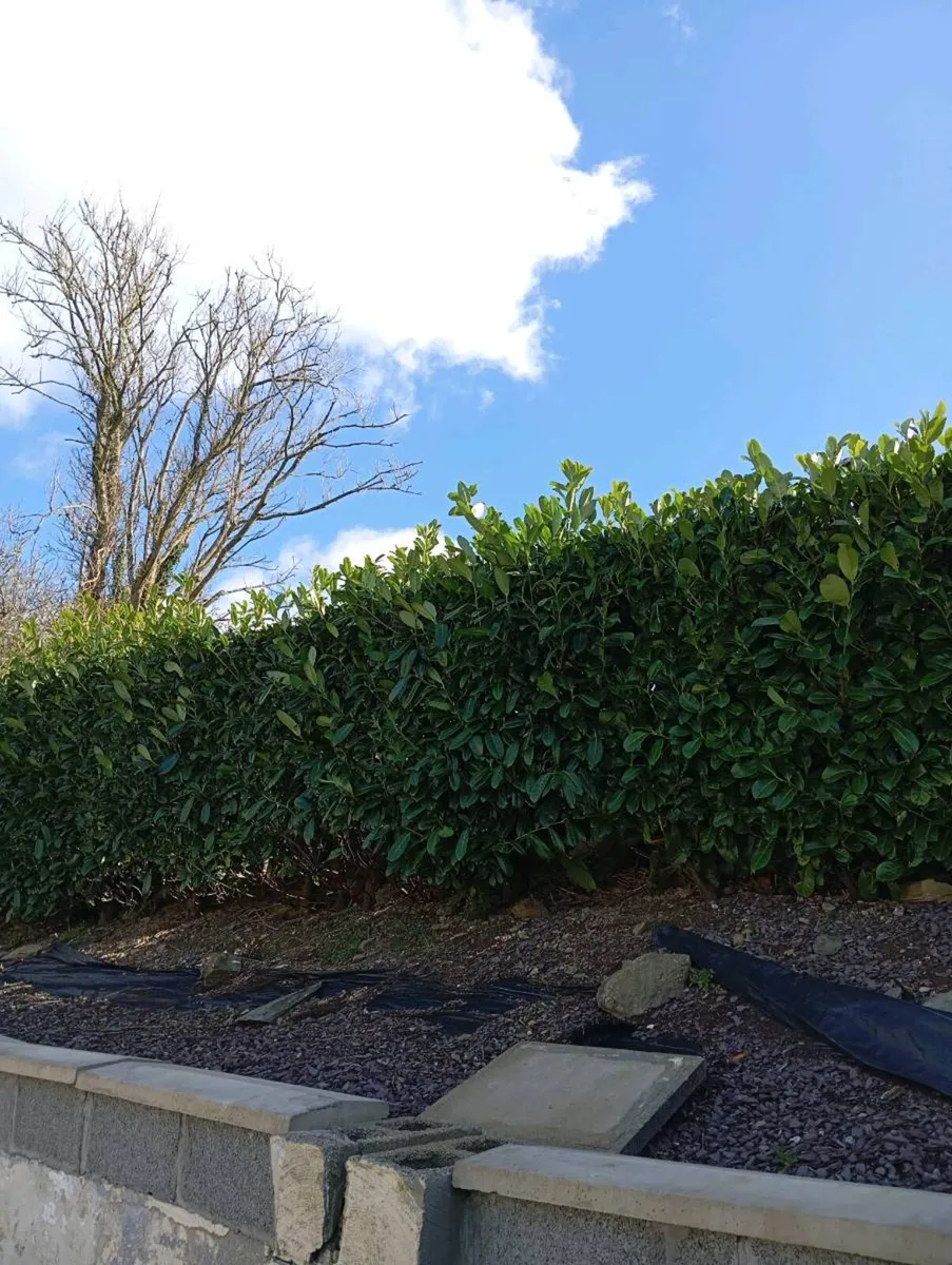 Laurel hedges - Image 2
