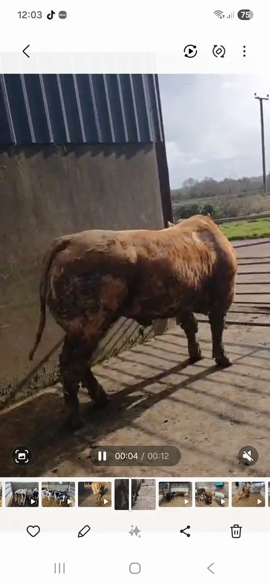 💥QUALITY LIMOUSIN BULL💥 - Image 1