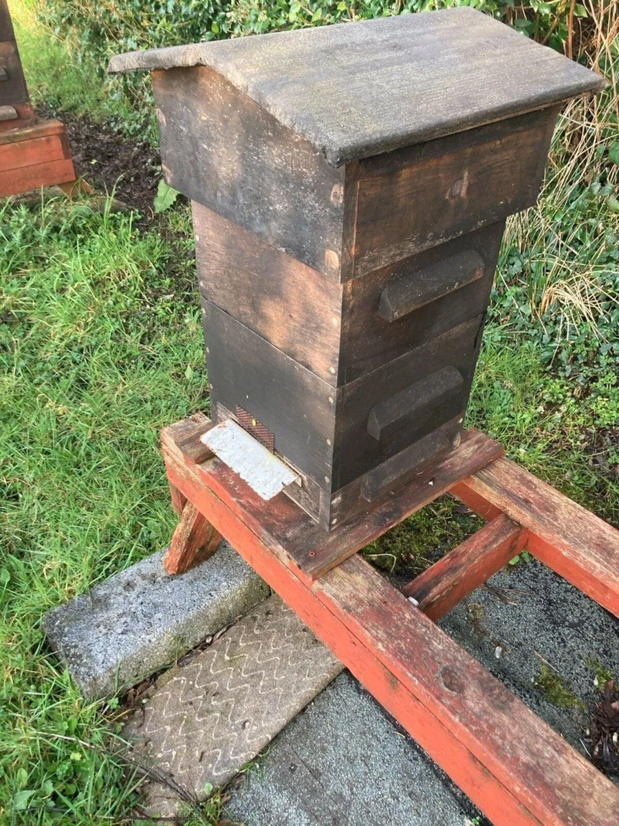 Honey Bees - Image 1