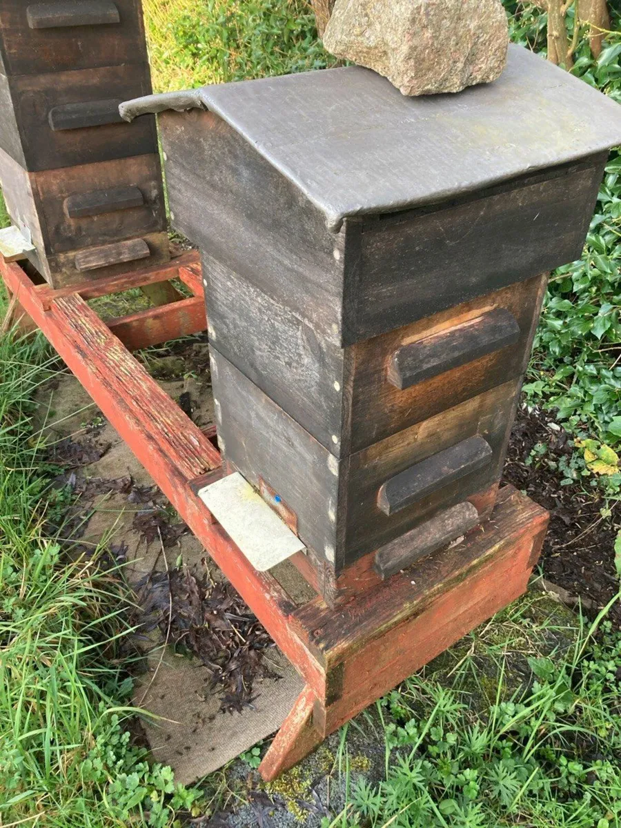 Honey Bees - Image 2