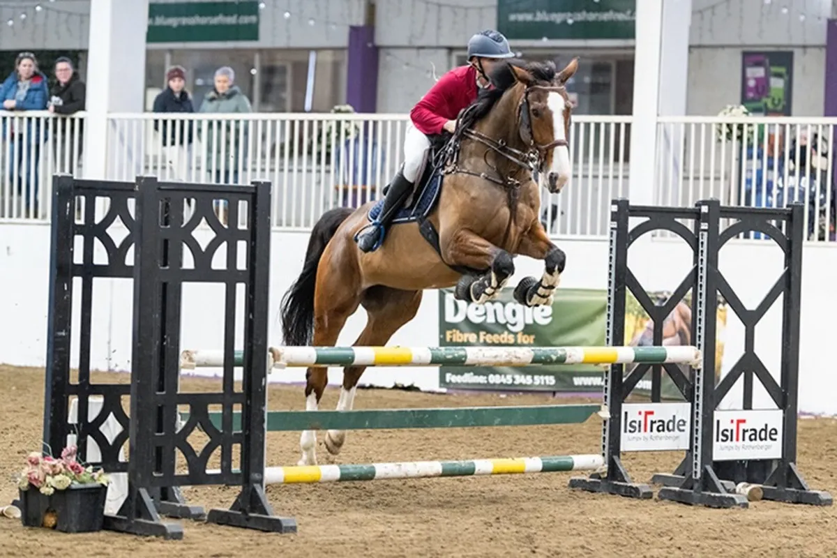 17hh Irish sports mare - Image 1