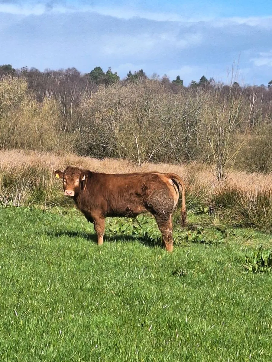 Purebred limousine heifer - Image 1