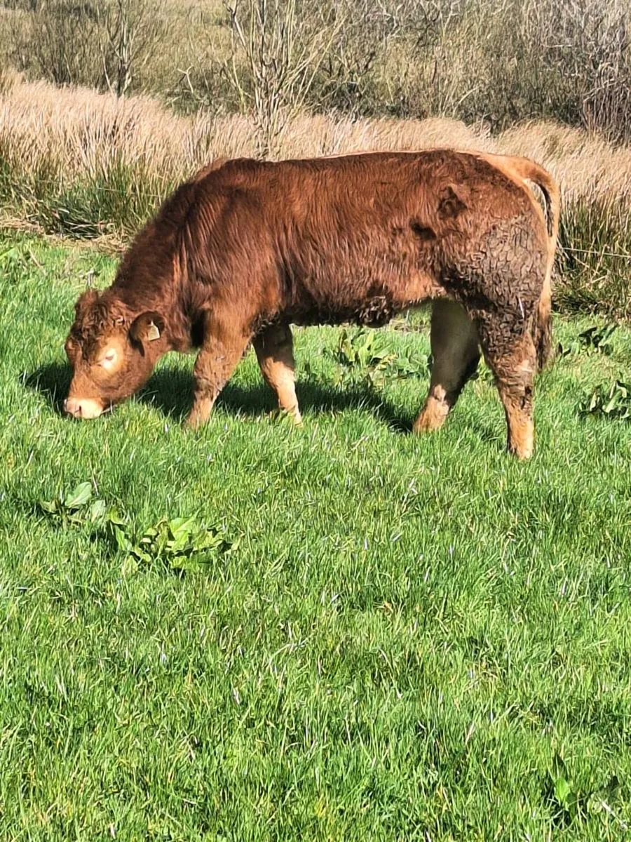 Purebred limousine heifer - Image 2