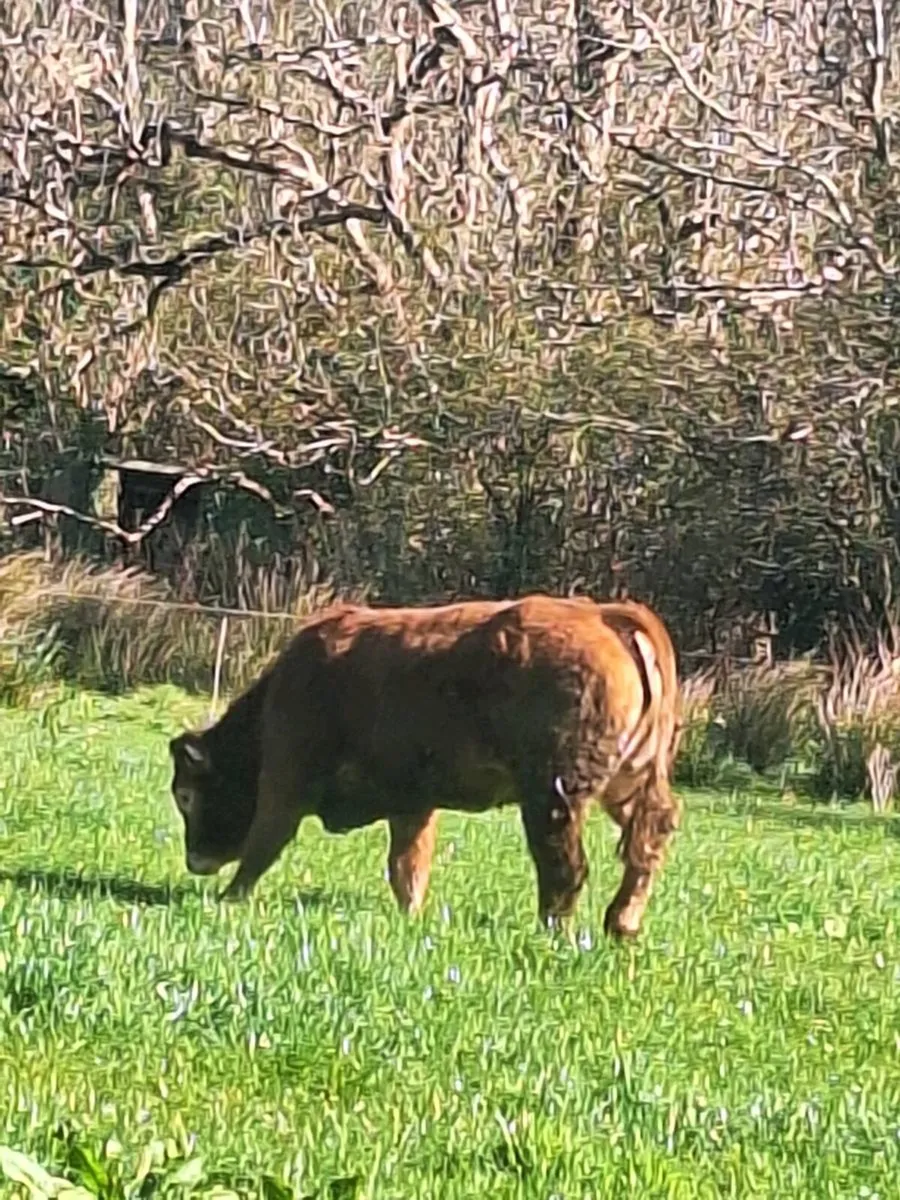 Purebred limousine heifer - Image 3