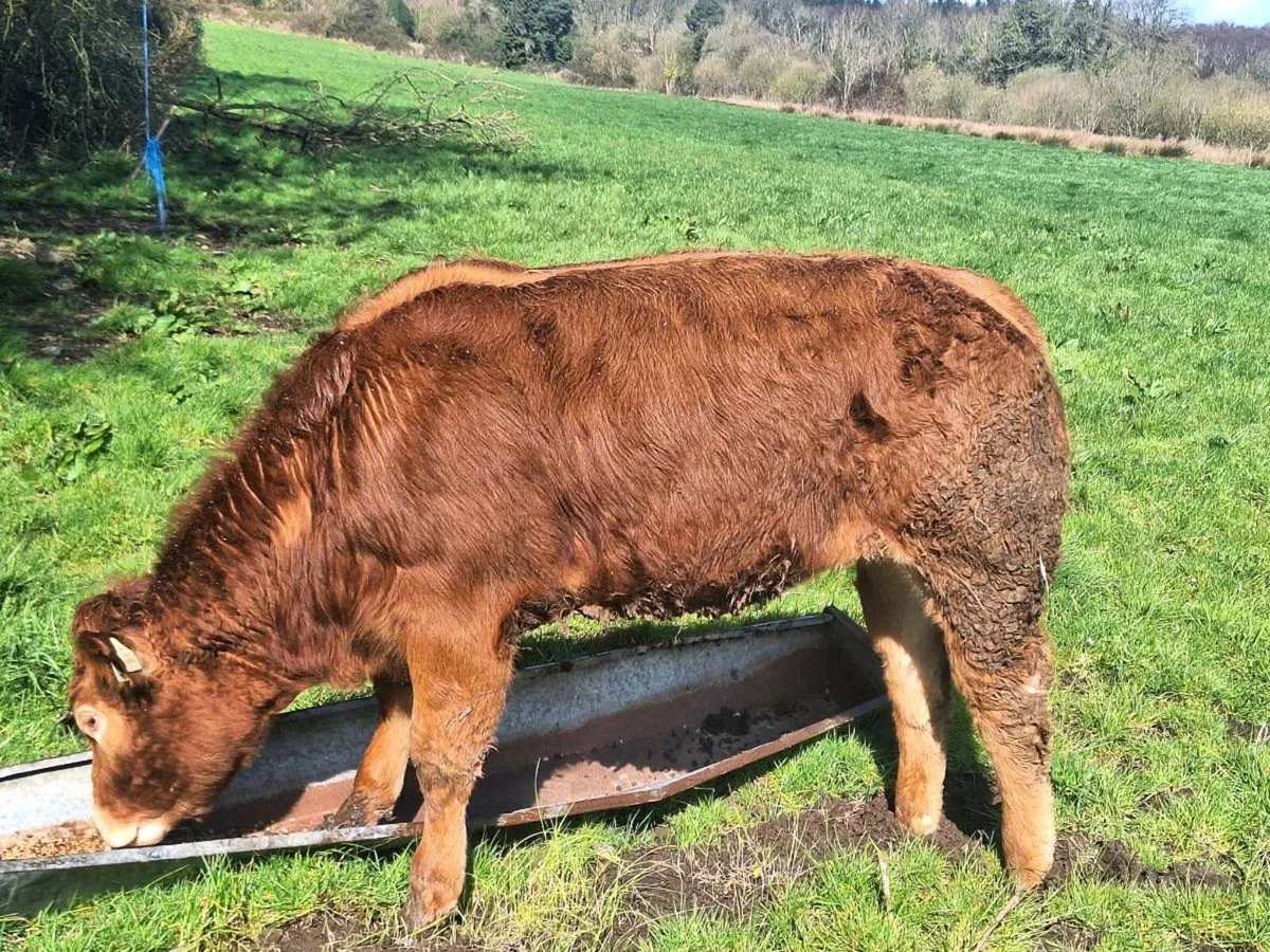 Purebred limousine heifer - Image 4